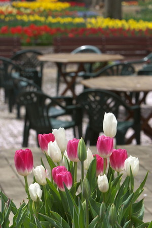 tulip (3).jpg