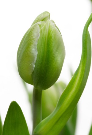 tulip (3).jpg