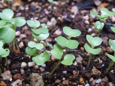 tumami400.jpg