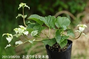 turuajisai.jpg