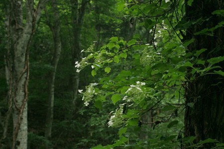 turuajisai (2).jpg