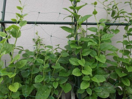 園芸ナビ 花と野菜の育て方