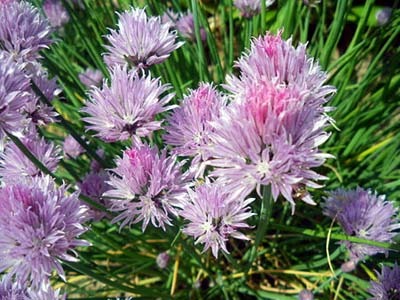 tyaibu300.jpg