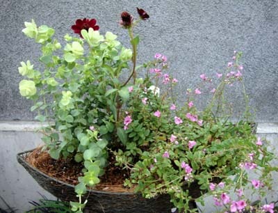 花 植物の関連記事 園芸ナビ 花と野菜の育て方
