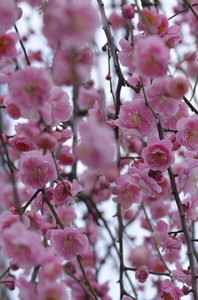 �E���̈�ĕ� 11��