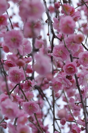 ume-30.jpg