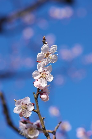 ume-32.jpg