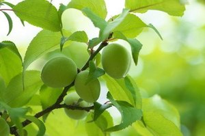 �E���̈�ĕ� 1��