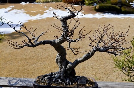 ume-bonsai.jpg
