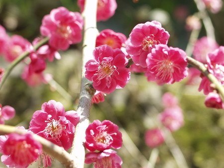 ume002.jpg