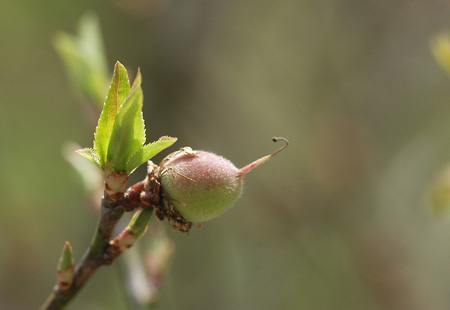 ume002.jpg