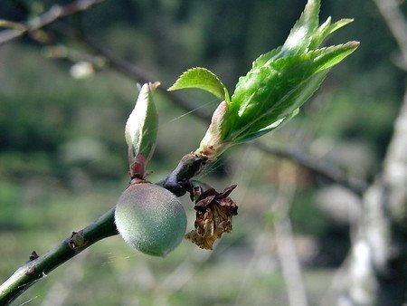 ume003.jpg