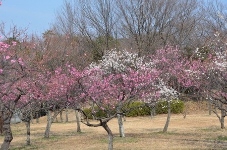 ume004.jpg