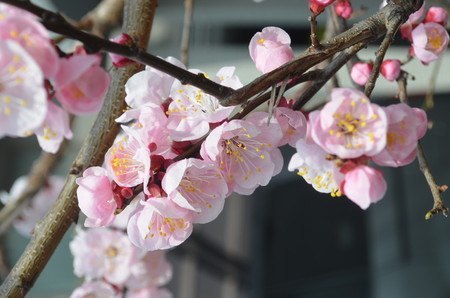 ume01.jpg