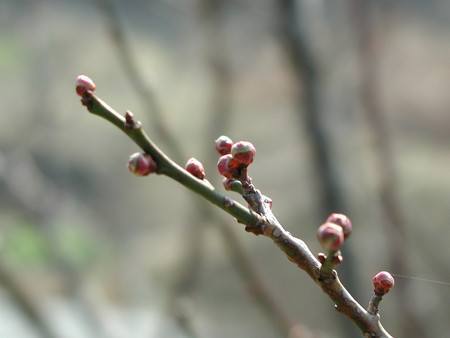 ume0113.jpg