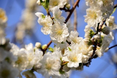 ume02.jpg