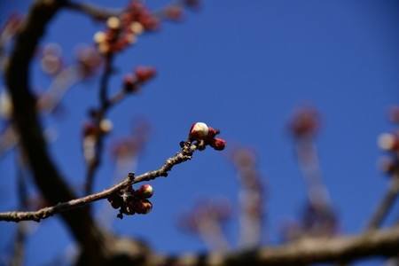 ume03.jpg