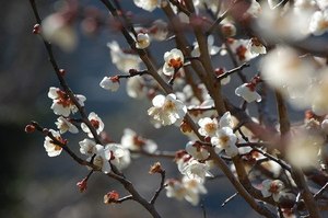 �E���̈�ĕ� 12��