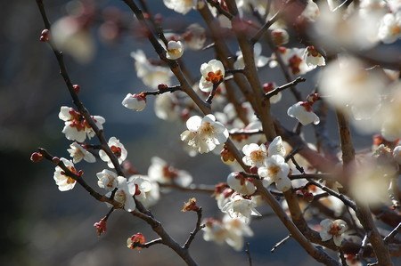 ume0313.jpg