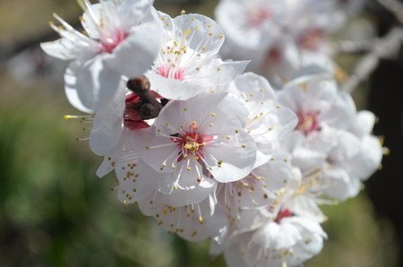 ume032.jpg
