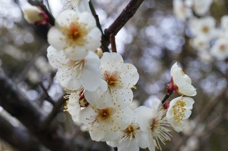 ume04.jpg