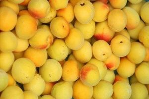 ume078.jpg