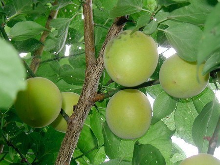ume080.jpg