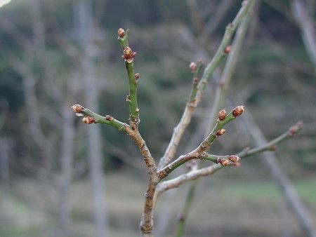 ume1209.jpg