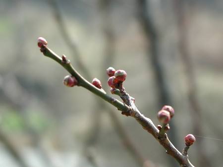 ume3.jpg