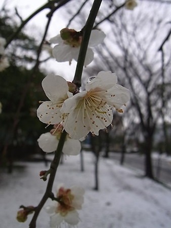 ume3.jpg