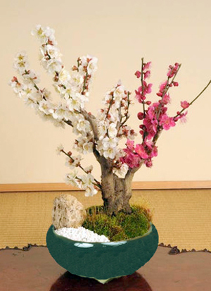 ume31.jpg