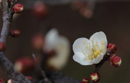 ume32.jpg