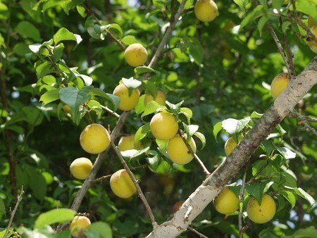 庭木 花木の関連記事 園芸ナビ 花と野菜の育て方