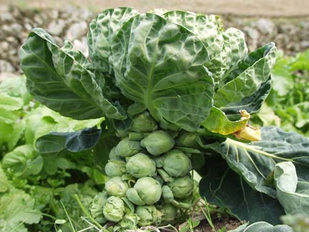 園芸ナビ 花と野菜の育て方