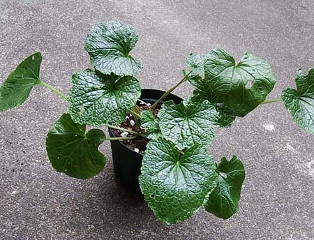 wasabi002.JPG