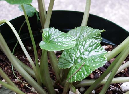 wasabi003.JPG