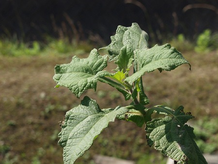 yacon (2).jpg