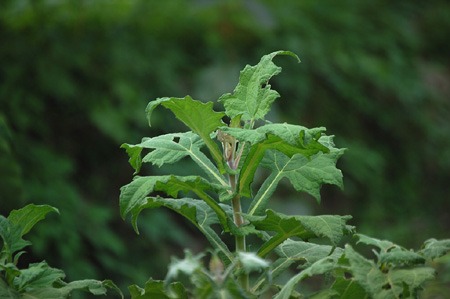 yacon (4).jpg