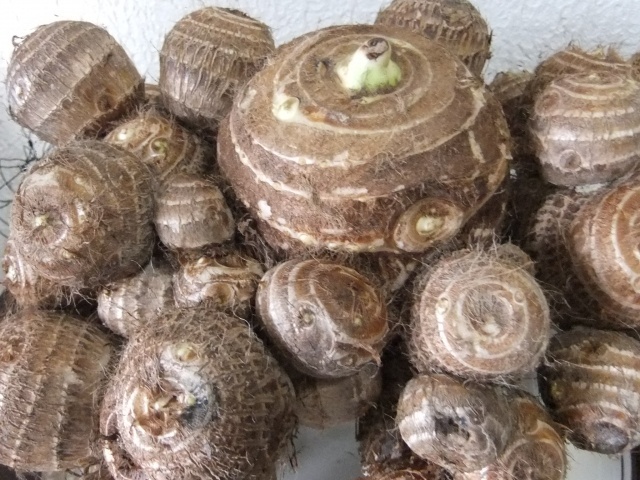 yatugasira.jpg