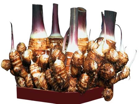 yatugasira.jpg