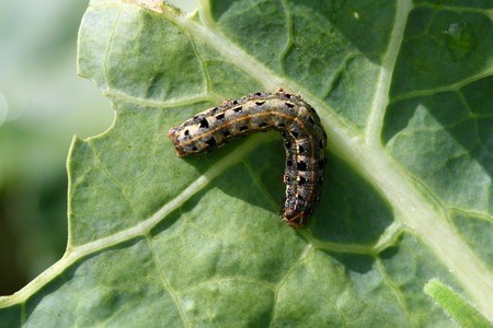 yotomusi-cce31.jpg