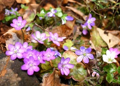 yukiwari pink300.jpg