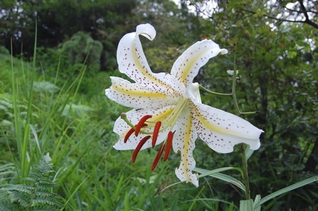 ユリの関連記事 園芸ナビ 花と野菜の育て方