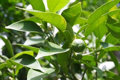yuzunew (2).jpg