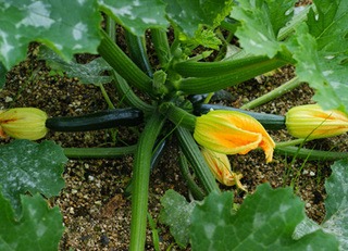 月別アーカイブ 園芸ナビ 花と野菜の育て方