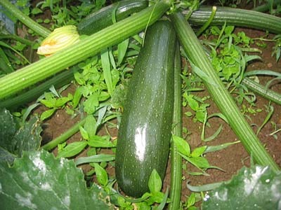 zucchini (1).jpg