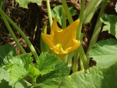 ズッキーニ 実が大きくならない 園芸ナビ 花と野菜の育て方