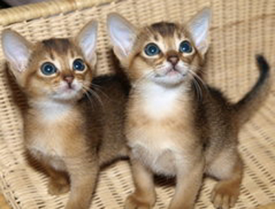 Abyssinian erabikata2.jpg