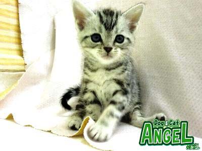 American Shorthair osu.jpg
