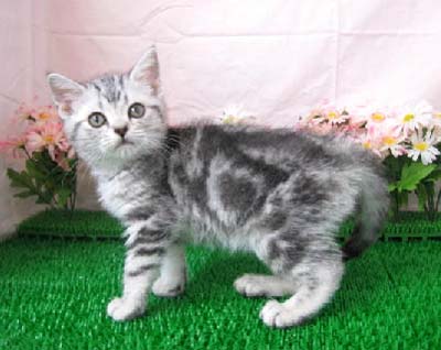American Shorthair ss.jpg